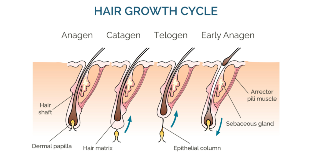 Understanding Hair Growth Cycles