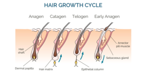 Understanding Hair Growth Cycles